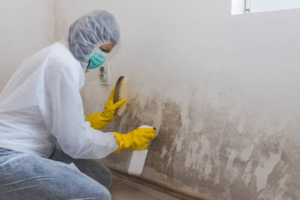 Environmental Consulting for Mold Prevention